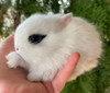 Filhotes Mini Coelhos De Estimação 2