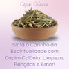 Erva De Banho E Defumação | Capim Colônia Mistico Kit C/2 6