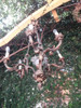Una Espectacular Araña En Bronce Macizo Tallado De 7 Luces 3