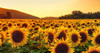 Semillas Flores - Girasol - Envíos 2
