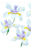 Dietes Grandiflora Maceta 3 Litros 0