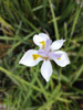 Dietes Grandiflora Maceta 3 Litros 2