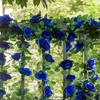 Giziuxne 2pcs Flores Artificiales Rosas Falsas Plantas De Vi 2