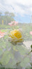 Rosales Puerto Jardín 3