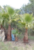 Planta De Palmera Washingtonia 3