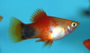 Platy Surtido Super Hot Sale De Mundo Acuatico 0