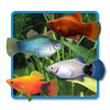 Platy Surtido Super Hot Sale De Mundo Acuatico 1