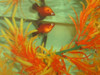 Platy Surtido Super Hot Sale De Mundo Acuatico 5