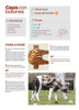 Revista Costura Ropa Mascotas Perros Con Moldes Tamaño Real 2 Revista Costura Ropa Mascotas Perros Con Moldes Tamaño Real 2
