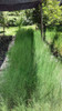 Planta De Casuarina 2