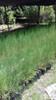 Planta De Casuarina 3
