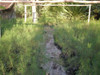 Planta De Casuarina 4