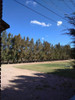 Planta De Casuarina 6