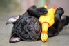 Brinquedo Mordedor Sonoro Galinha Borracha P/ Cachorro Pets 1