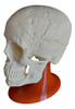 Craneo  Humano Adulto 1-1 3d Maxilar Inferior Articulado 0