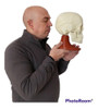 Craneo  Humano Adulto 1-1 3d Maxilar Inferior Articulado 2