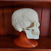 Craneo  Humano Adulto 1-1 3d Maxilar Inferior Articulado 3