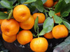 Aceite Esencial Mandarina Silce - Animémonos! 5