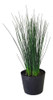 Juncos Azules - Ideal Jardines Estanques - Envíos 0