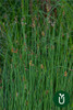 Juncos Azules - Ideal Jardines Estanques - Envíos 5