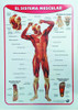 Lámina Sistema Óseo / Sistema Muscular-doble Faz 50x70cm 1