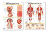 Modelo Mini Esqueleto C/nervios Y Arterias -anatomia Estudio 4