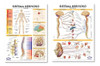 Modelo Mini Esqueleto C/nervios Y Arterias -anatomia Estudio 6