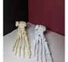 Hueso Del Pie Humano - Anatomía - Maqueta -  Educativo 3