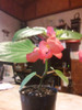Begonia Dragon En Mac. De Colgar Florecidas 0