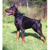 Bestia Collar De Perro De Piel Autentica Suave Acolchado Ra 4
