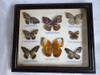 Cuadro Con 8 Mariposas Disecadas 1