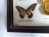 Cuadro Con 8 Mariposas Disecadas 2