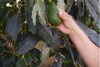 Aceite De Palta 250ml 2