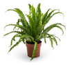 Helecho Nido De Ave Crespo Asplenium P14 0