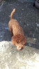 Caniche Mini Toy Rojo Pimenton Cola 2