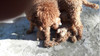 Caniche Mini Toy Rojo Pimenton Cola 4