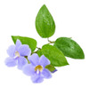 Planta Thunbergia Envío Gratis 0