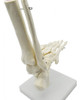 Modelo De Anatomia Do Pé E Tornozelo Do Esqueleto Humano 1:1 1
