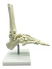 Modelo De Anatomia Do Pé E Tornozelo Do Esqueleto Humano 1:1 3