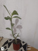 Plantas De Rosa Del Desierto 1