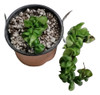 Hoya Compacta Krinkle Curl . Rope Plant 0
