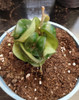 Hoya Compacta Krinkle Curl . Rope Plant 2