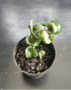Hoya Compacta Krinkle Curl . Rope Plant 4
