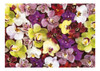 Rompecabezas Educa Puzzle Collage De Orquideas 1000 Piezas ® 2