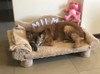 Sillón Cama Cucha Perro Grande 2 Sillón Cama Cucha Perro Grande 2