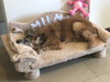 Sillón Cama Cucha Perro Grande 7 Sillón Cama Cucha Perro Grande 7
