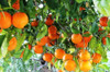 Fertilizante Adubo Para Laranja 25 Litros Imperial Supremo 2 Fertilizante Adubo Para Laranja 25 Litros Imperial Supremo 2