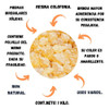 Resina Colofonia Natural De Pino X 1 Kilo 1000 Gramos 1