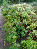 Plantas Colgantes Varias 1