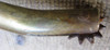 2 Espuelas Antiguas De Bronce 3